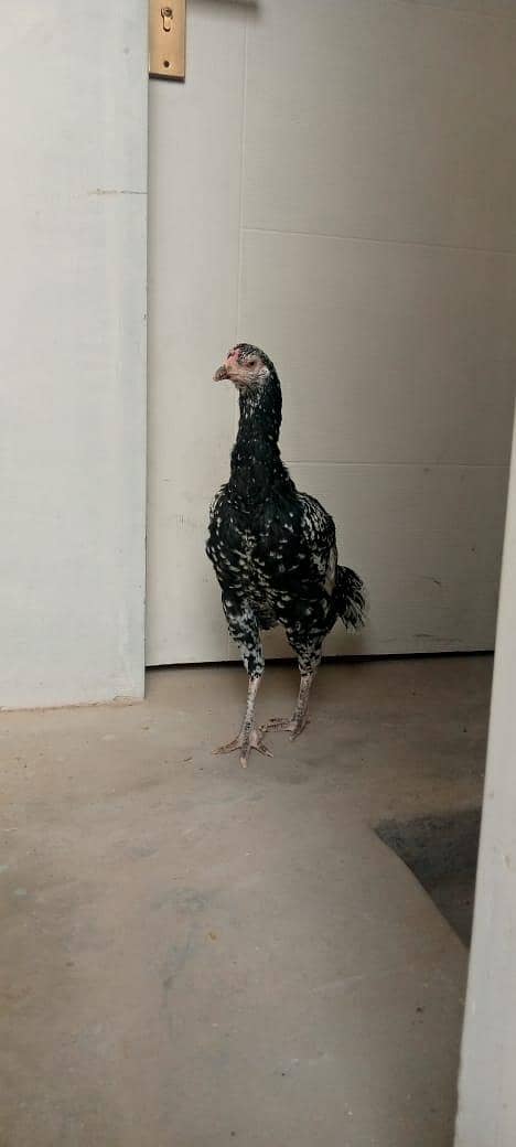 Murga pair for sell 4