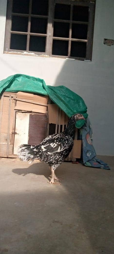 Murga pair for sell 5