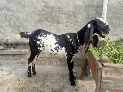 makhi cheeni path 2 daant for sale