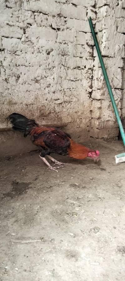 Healthy and active hai