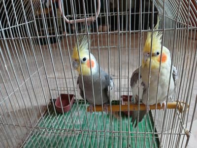 COCKATIEL PAIR ( BLACK & WHITE) + Cage