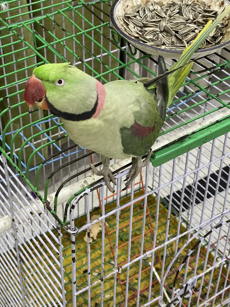 Parrot | Raw Parrots | Green Parrot | Alexandrine Parrot For Sale — photo 3