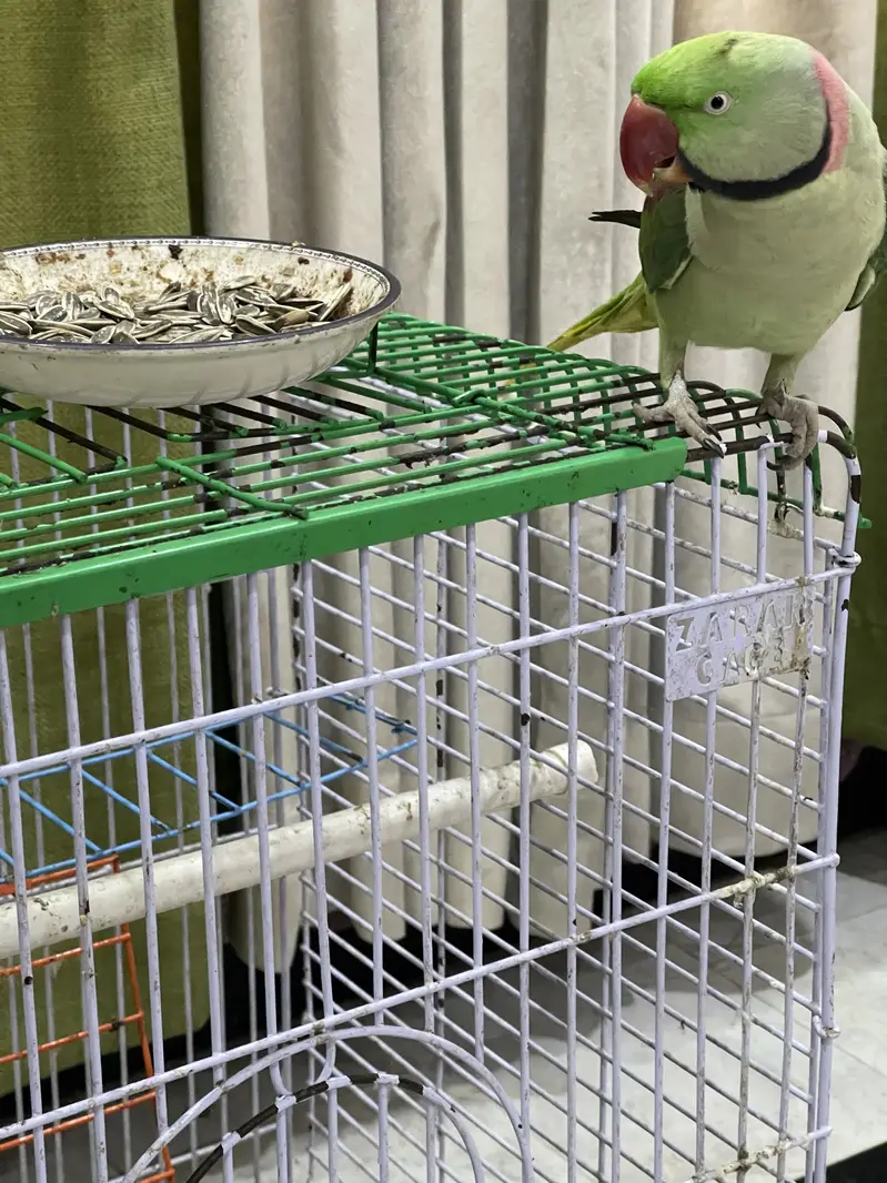 Parrot | Raw Parrots | Green Parrot | Alexandrine Parrot For Sale — photo 2