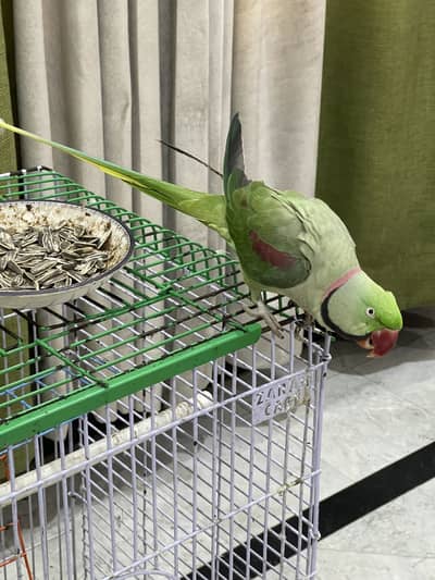 Alexanderine/Raw talking parrot