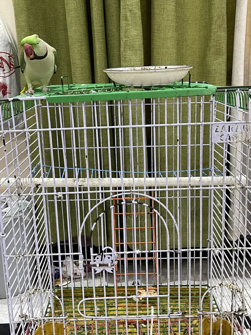 Parrot | Raw Parrots | Green Parrot | Alexandrine Parrot For Sale — photo 4