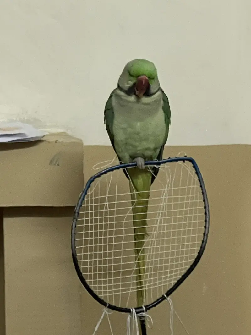 Parrot | Raw Parrots | Green Parrot | Alexandrine Parrot For Sale — photo 5