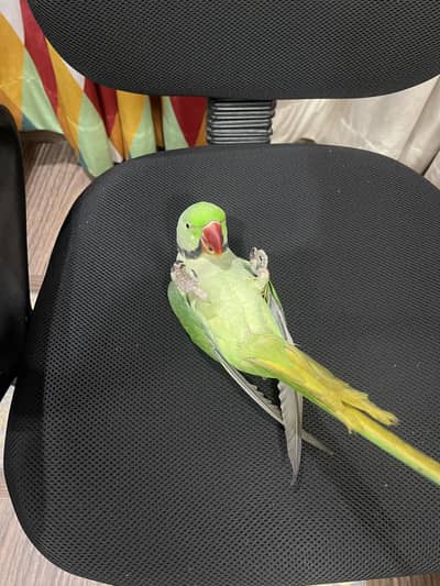 Parrot | Raw Parrots | Green Parrot | Alexandrine Parrot For Sale