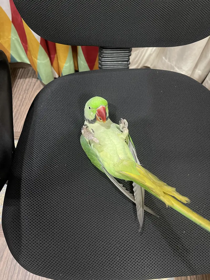 Parrot | Raw Parrots | Green Parrot | Alexandrine Parrot For Sale