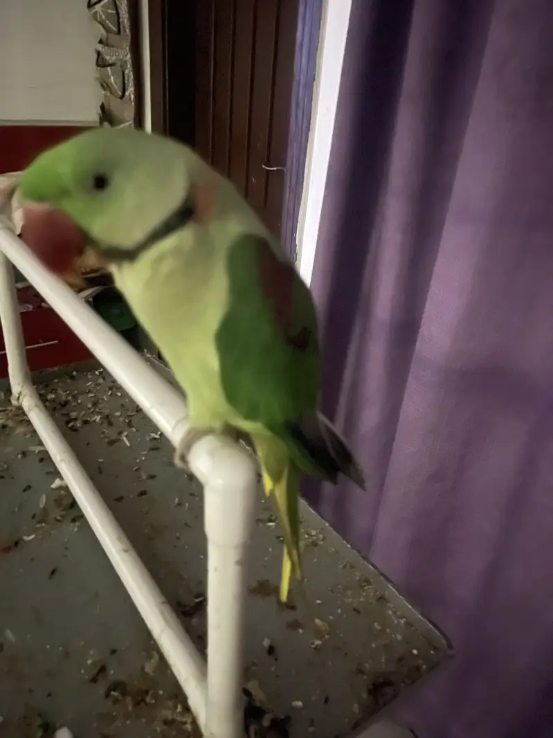 Parrot | Raw Parrots | Green Parrot | Alexandrine Parrot For Sale — photo 7