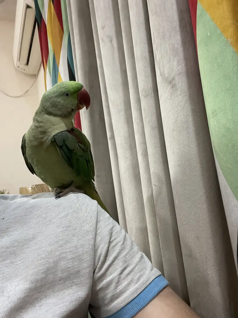 Parrot | Raw Parrots | Green Parrot | Alexandrine Parrot For Sale — photo 8