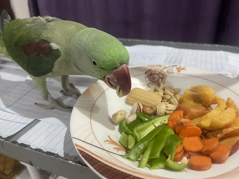 Parrot | Raw Parrots | Green Parrot | Alexandrine Parrot For Sale — photo 9