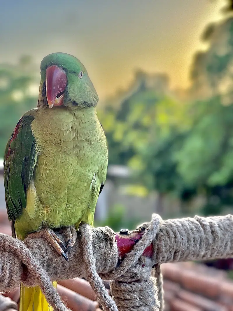 Parrot | Raw Parrots | Green Parrot | Alexandrine Parrot For Sale — photo 10