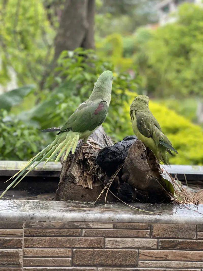 Parrot | Raw Parrots | Green Parrot | Alexandrine Parrot For Sale — photo 11