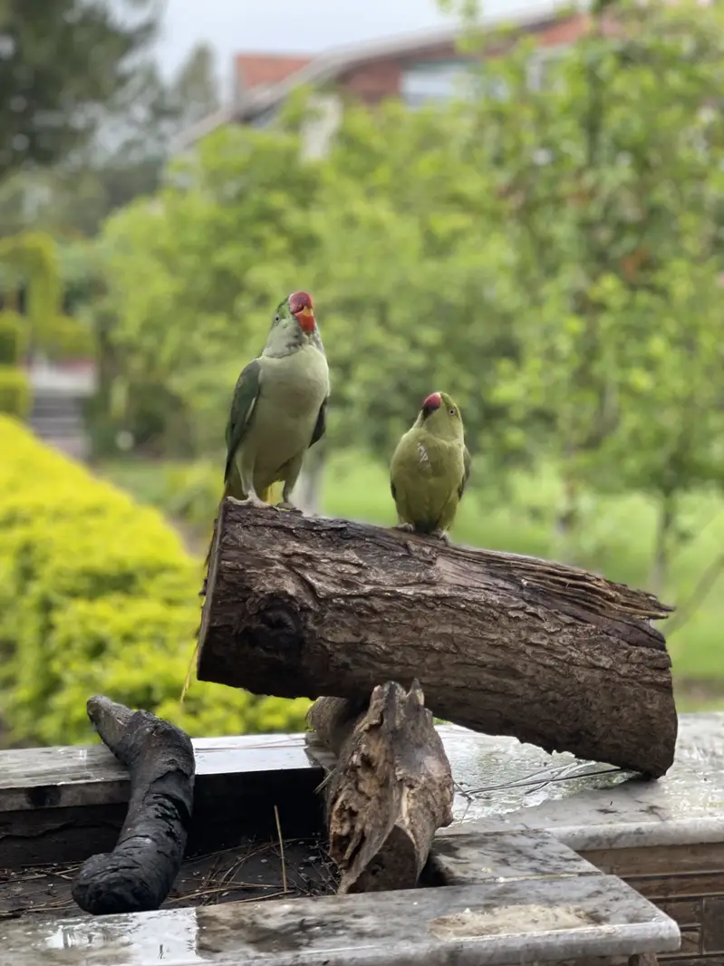 Parrot | Raw Parrots | Green Parrot | Alexandrine Parrot For Sale — photo 12