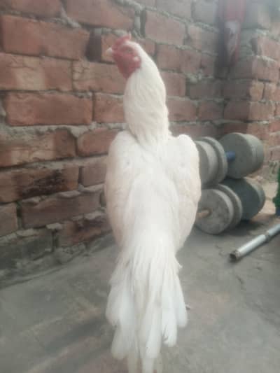 Outclass Heera Aseel