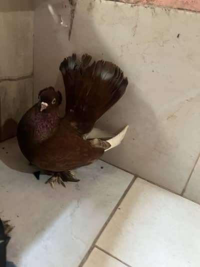 Fancy Volga pigeon imported breed laka American laka fancy pigeon