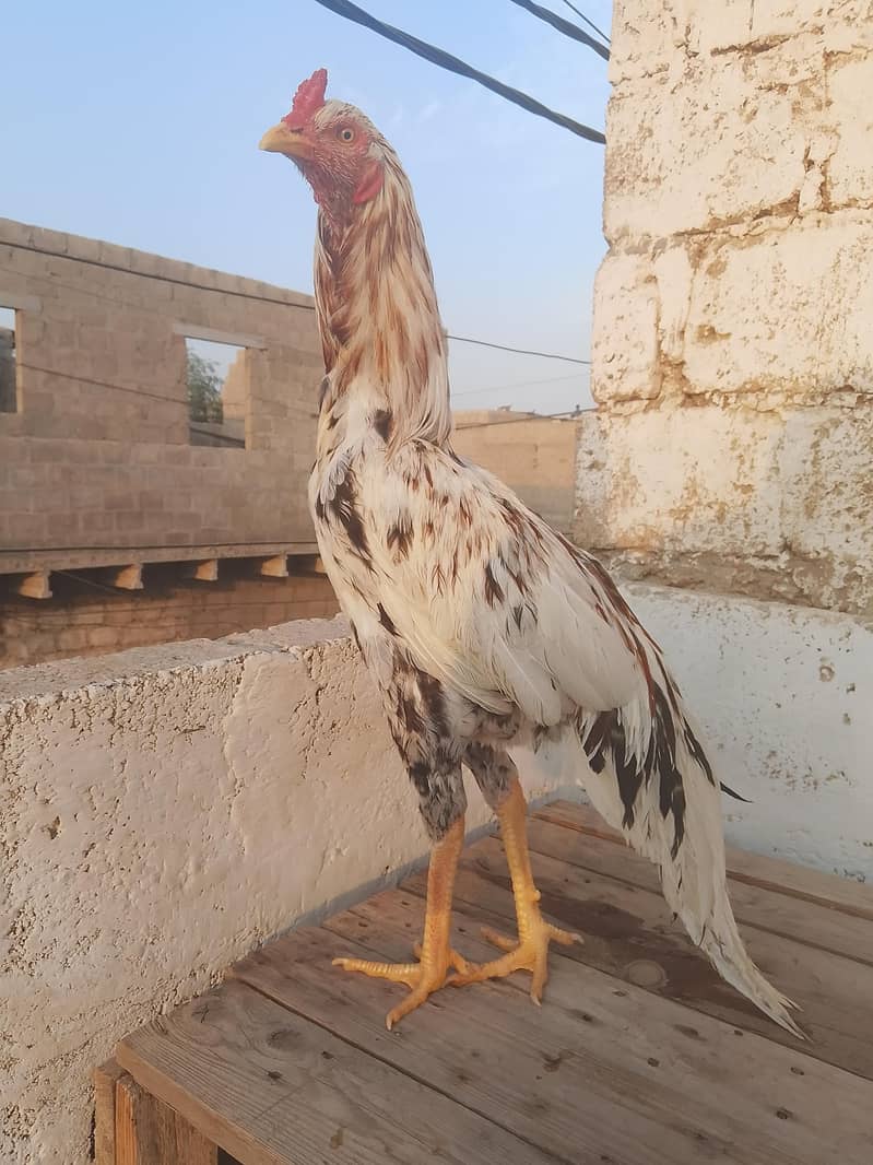 aseel cheena patha - Hens - 1109630074