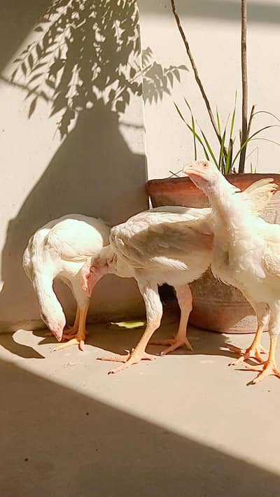 Qandari  trio or pair 03232216041