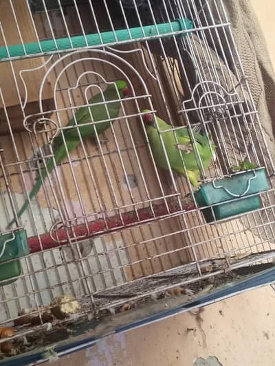 pair parrot