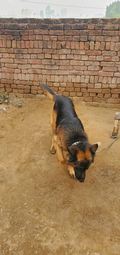 German Shepard Double coat pedigree