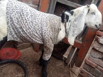 urgent goat for sale