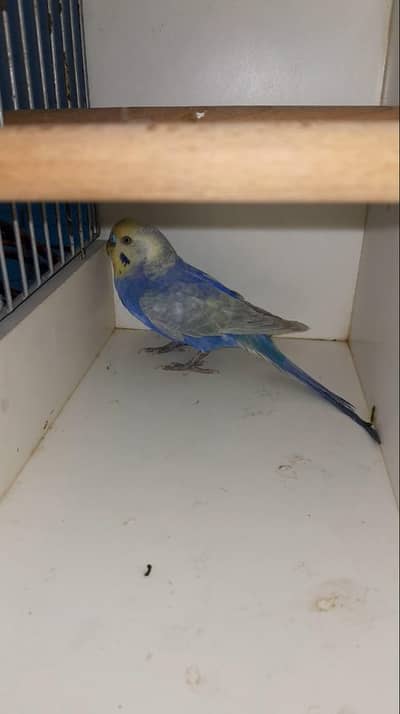 Ready To Breed 2 Males of Rainbow Double Factor Voliet