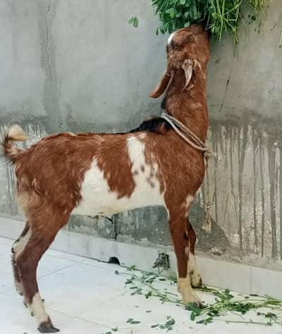 taddi tapray bakray 2026