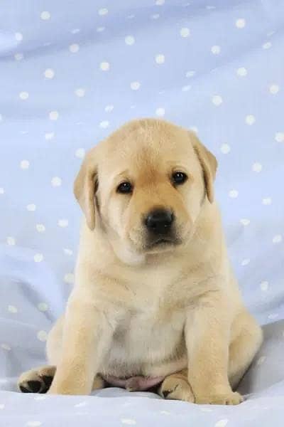 British Labrador puppies available