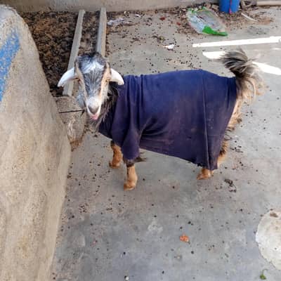 full active female goat