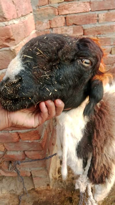 mundra chatra | lsheep  |Top quality mudary | breeder Male |