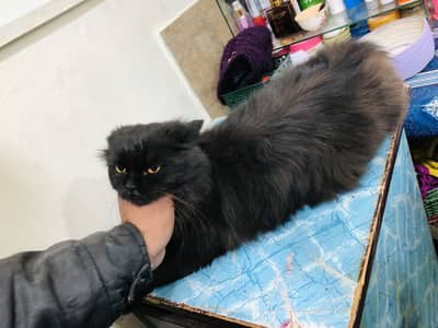 Male 1 or 2 pupies ikathay sale karnay hain