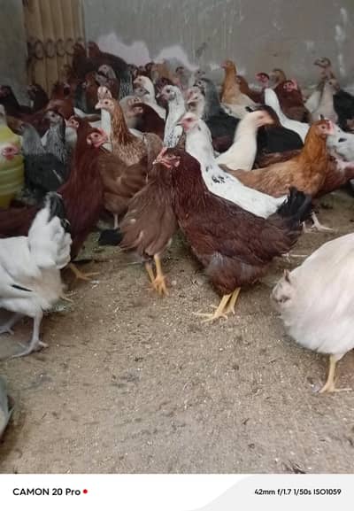 Stater Golden misri | | eggs laying hens |Chicks /pathy pathiya