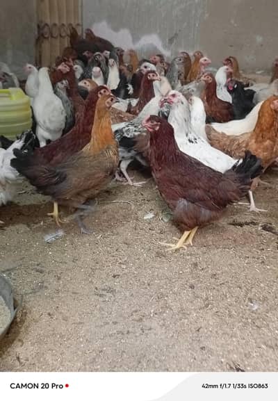 Day old/Brolier/golden chick's/ eggs laying hens |/pathy pathiya