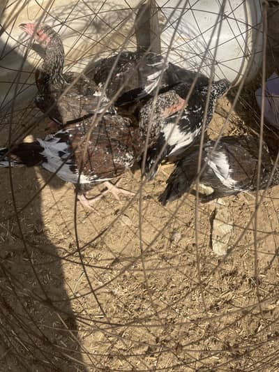 Aseel male and female for sale cheap price urgent