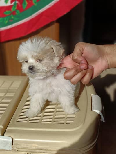 puppie for sale 35000/ per puppy