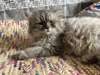 Persian cat