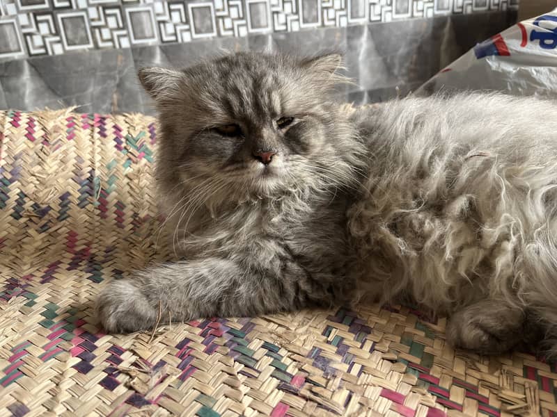 Persian cat 0