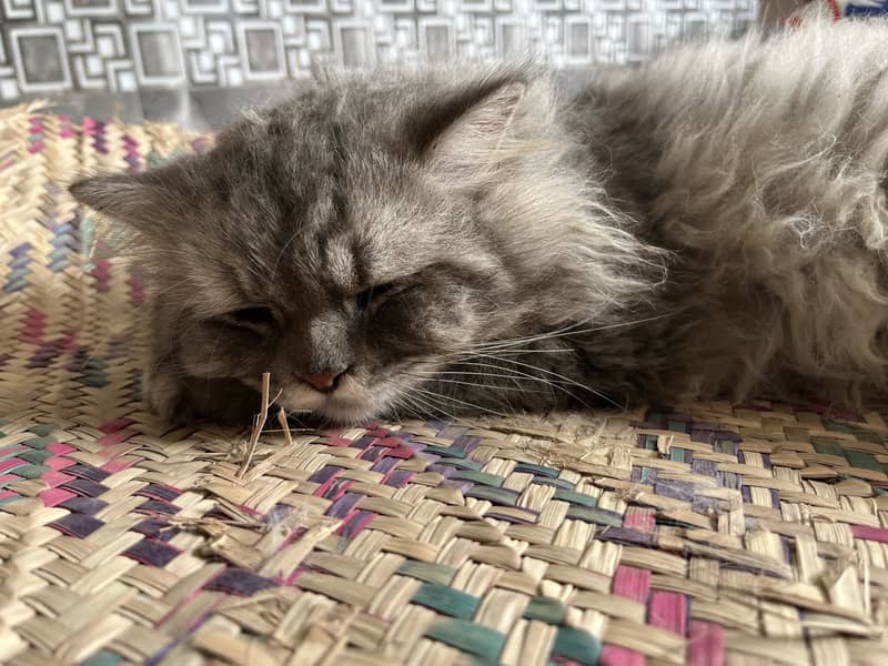 Persian cat 1