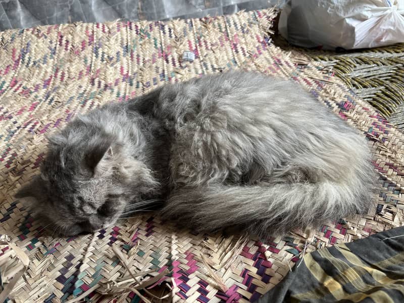 Persian cat 2