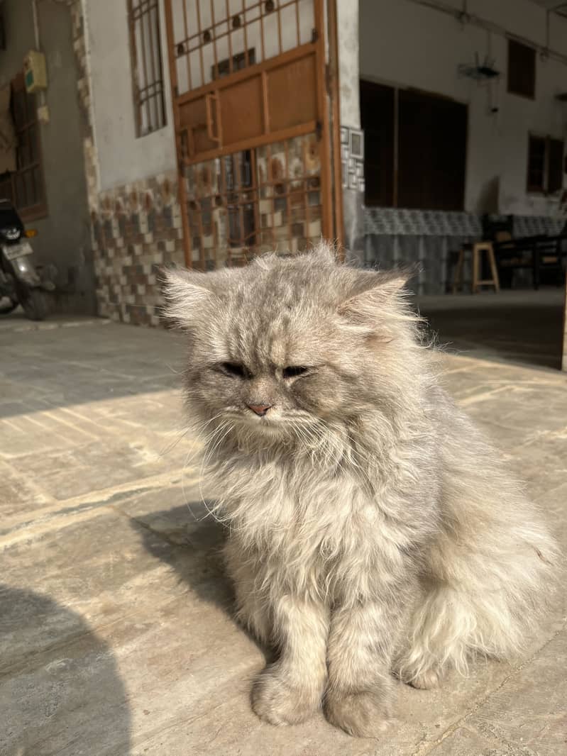 Persian cat 4