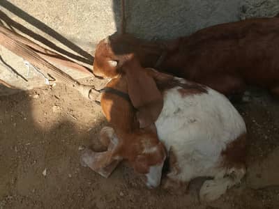 All Goat for sale urgent  phone no_03263794152