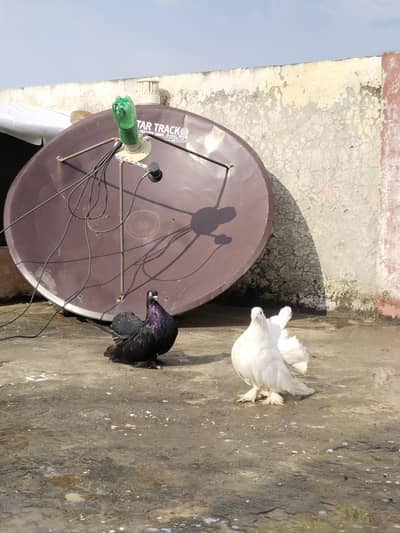 American fantail jambo size