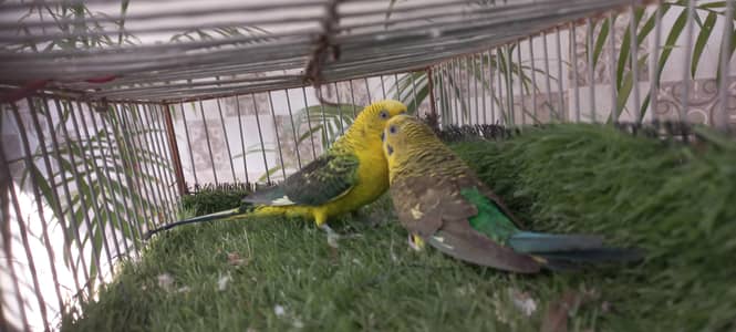 top Quality black wing pair excellent chest marking