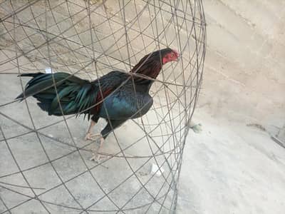 Aseel Lasani patha murgha