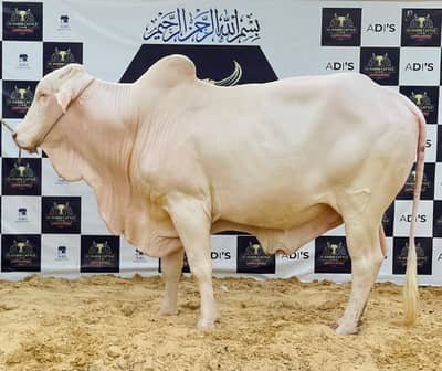 CHOLISTANI BLUE ELBINO MALE