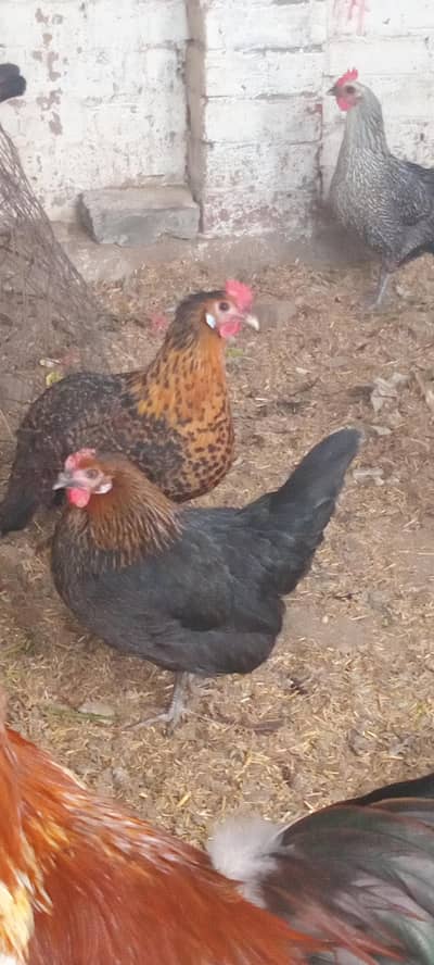 Egg laying hens for sale 03038893407