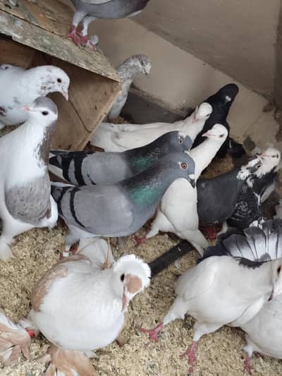 pigeons Available For Sale
