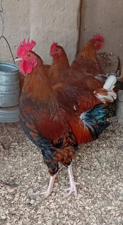 5 addad male for sale rir cross breed hai