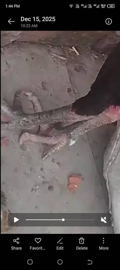 pakoya+veit + thai pakoya  03245227104