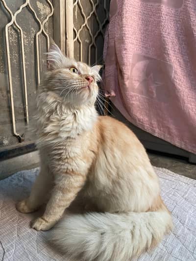 Good and attractive adult male Persian cat